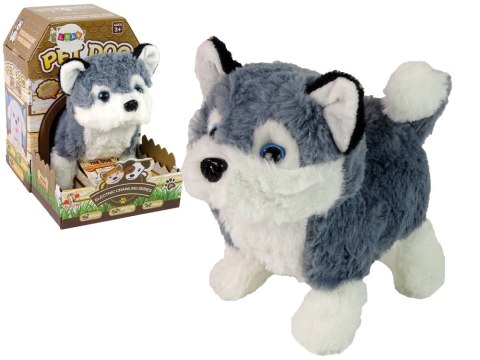 Interaktywna Maskotka Pies Husky Chodzi Porusza Ogonem Dźwięk Interaktywna Maskotka Pies Husky Chodzi Porusza Ogonem Dźwięk